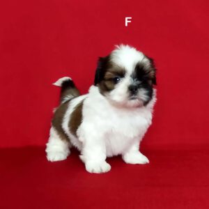 ลูกสุนัขชิสุ