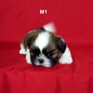 ลูกชิสุสายเลือดแชมป์