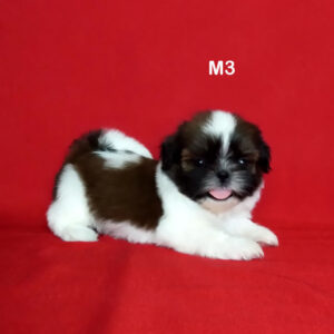 ลูกชิสุน่ารักพันธุ์แท้