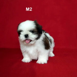 ลูกชิสุน่ารัก