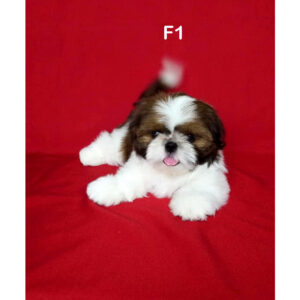 ลูกสุนัขชิสุสีขาวแดง