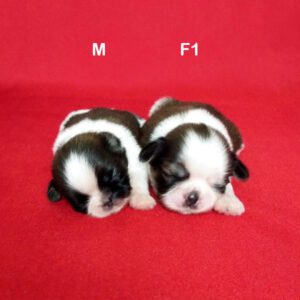 ลูกชิสุน่ารักพันธ์ุแท้