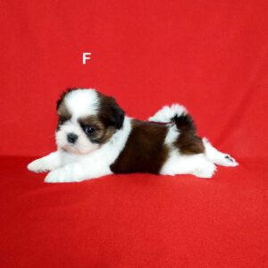 ลูกชิสุน่ารัก พันธุ์แท้