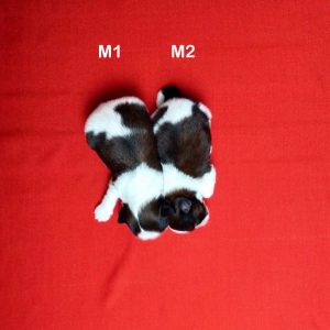 ลูกสุนัขชิสุ