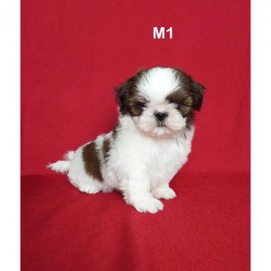 ลูกชิสุน่ารัก สายเลือดเยี่ยม