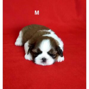 ลูกชิสุพันธุ์แท้ น่ารักมาก