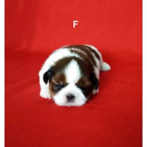 ลูกชิสุพันธุ์แท้ น่ารักมาก